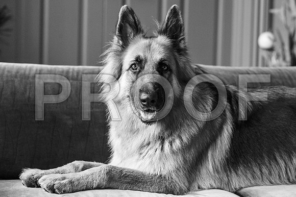 bruntdogs24034