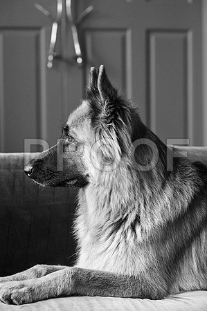 bruntdogs24038