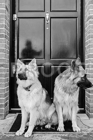 bruntdogs24010