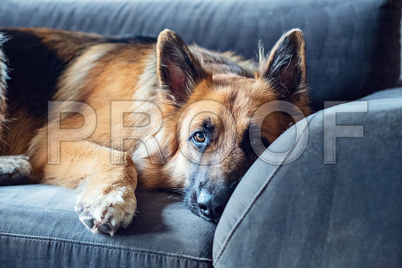 bruntdogs24041