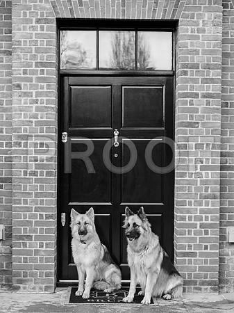 bruntdogs24017