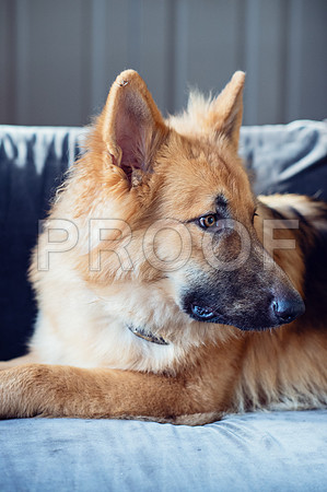 bruntdogs24053