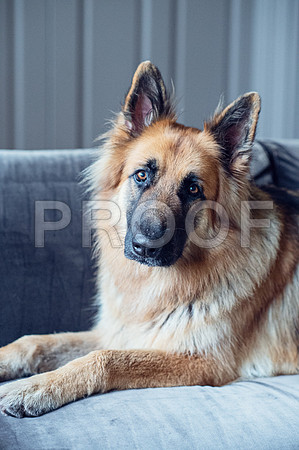 bruntdogs24021