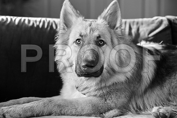bruntdogs24067