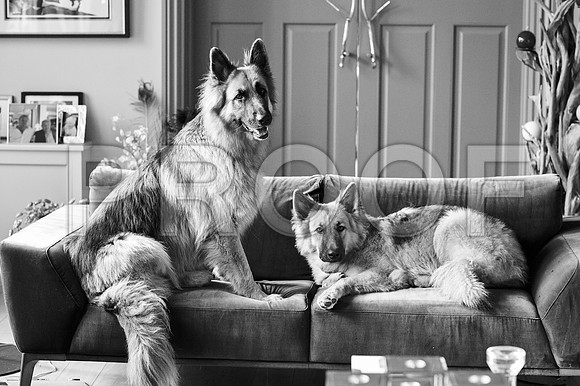 bruntdogs24048