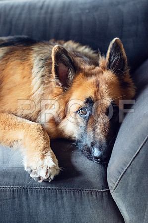 bruntdogs24043