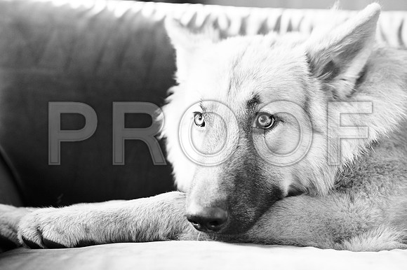 bruntdogs24079