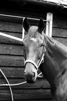 chase259