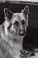 anniebrunt25373