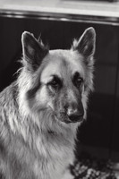 anniebrunt25375