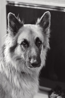 anniebrunt25377