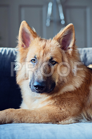 bruntdogs24098