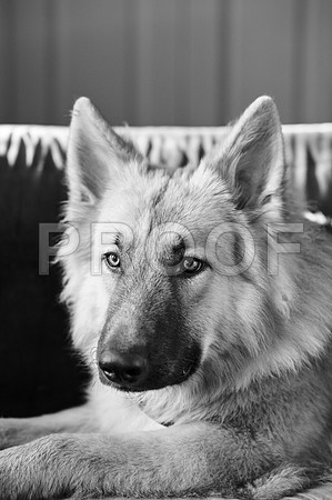 bruntdogs24073