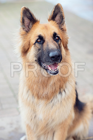 bruntdogs24130