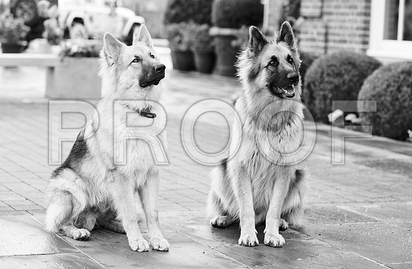 bruntdogs24125
