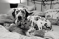 Shari12_25001