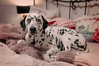 Shari12_25002