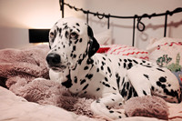 Shari12_25004