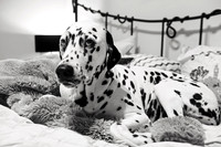Shari12_25003