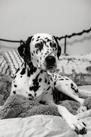 Shari12_25017
