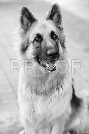 bruntdogs24131