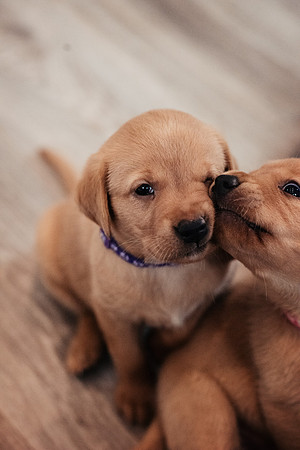 ameliapups2520251216_0004