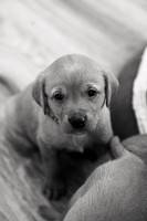 ameliapups2520251216_0001