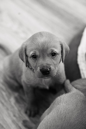 ameliapups2520251216_0001