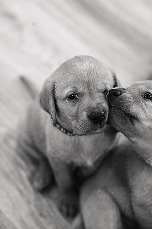 ameliapups2520251216_0003