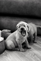 ameliapups2520251216_0005