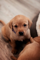 ameliapups2520251216_0002
