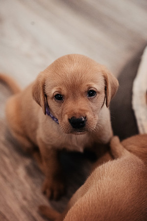 ameliapups2520251216_0002