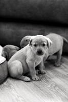 ameliapups2520251216_0007