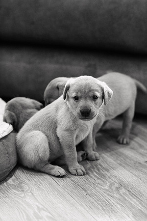 ameliapups2520251216_0007