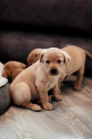 ameliapups2520251216_0008
