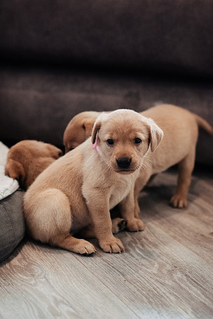 ameliapups2520251216_0008