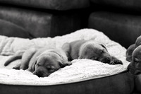 ameliapups2520251216_0011