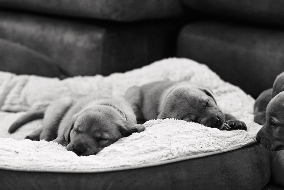 ameliapups2520251216_0011