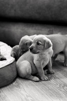 ameliapups2520251216_0009