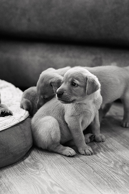 ameliapups2520251216_0009