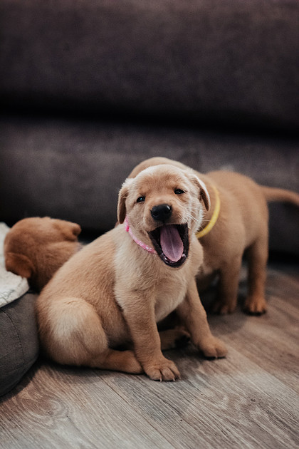 ameliapups2520251216_0006