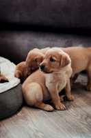 ameliapups2520251216_0010