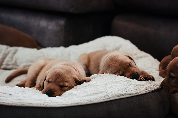ameliapups2520251216_0012