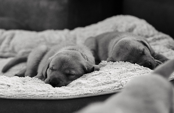 ameliapups2520251216_0015