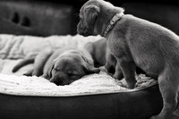 ameliapups2520251216_0013