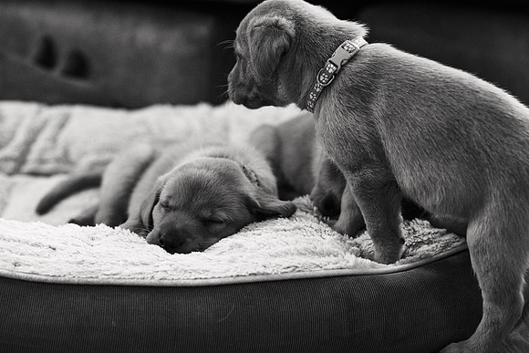 ameliapups2520251216_0013