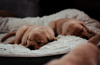 ameliapups2520251216_0016