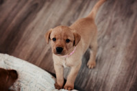 ameliapups2520251216_0018