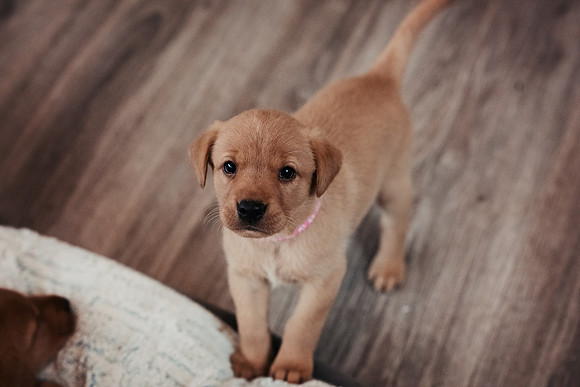 ameliapups2520251216_0018