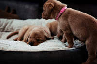 ameliapups2520251216_0014